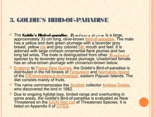 3. GOLDIE'S BIRD-OF-PARADISE

   The Goldie's Bird-of-paradise, Pa ra d is a e a d e c o ra is a large,
    approximately 33 cm long, olive-brown bird-of-paradise. The male
    has a yellow and dark green plumage with a lavender grey
    breast, yellow iris and grey colored bill, mouth and feet. It is
    adorned with large crimson ornamental flank plumes and two
    long tail wires. The male is distinguished from other Pa ra d is a e a
    species by its lavender grey breast plumage. Unadorned female
    has an olive-brown plumage with cinnamon-brown below.
   Endemic to Papua New Guinea, the Goldie's Bird-of-paradise is
    distributed in the hill forests of Fergusson and Normanby Island
    of the D'Entrecasteaux Archipelago, eastern Papuan Islands. The
    diet consists mainly of fruits.
   The name commemorates the Scottish collector Andrew Goldie,
    who discovered the bird in 1882.
   Due to ongoing habitat loss, limited range and overhunting in
    some areas, the Goldie's Bird-of-paradise is evaluated as Near
    Threatened on the IUCN Red List of Threatened Species. It is
    listed on Appendix II of CITES.
 