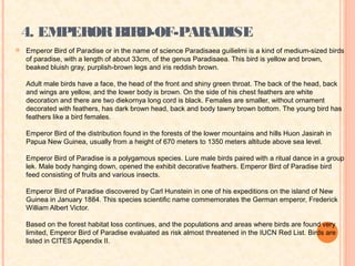 4. EMPEROR BIRD-OF-PARADISE
   Emperor Bird of Paradise or in the name of science Paradisaea guilielmi is a kind of medium-sized birds
    of paradise, with a length of about 33cm, of the genus Paradisaea. This bird is yellow and brown,
    beaked bluish gray, purplish-brown legs and iris reddish brown.

    Adult male birds have a face, the head of the front and shiny green throat. The back of the head, back
    and wings are yellow, and the lower body is brown. On the side of his chest feathers are white
    decoration and there are two diekornya long cord is black. Females are smaller, without ornament
    decorated with feathers, has dark brown head, back and body tawny brown bottom. The young bird has
    feathers like a bird females.

    Emperor Bird of the distribution found in the forests of the lower mountains and hills Huon Jasirah in
    Papua New Guinea, usually from a height of 670 meters to 1350 meters altitude above sea level.

    Emperor Bird of Paradise is a polygamous species. Lure male birds paired with a ritual dance in a group
    lek. Male body hanging down, opened the exhibit decorative feathers. Emperor Bird of Paradise bird
    feed consisting of fruits and various insects.

    Emperor Bird of Paradise discovered by Carl Hunstein in one of his expeditions on the island of New
    Guinea in January 1884. This species scientific name commemorates the German emperor, Frederick
    William Albert Victor.

    Based on the forest habitat loss continues, and the populations and areas where birds are found very
    limited, Emperor Bird of Paradise evaluated as risk almost threatened in the IUCN Red List. Birds are
    listed in CITES Appendix II.
 
 