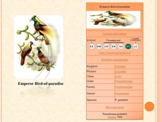 Emperor Bird-of-paradise
 