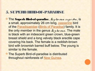 5. SUPERB BIRD-OF-PARADISE
 The Superb Bird-of-paradise, Lo p ho rina s up e rba , is
  a small, approximately 26 cm long, passerine bird
  of the Paradisaeidae (Birds of Paradise) family. It is
  the only member in the genus Lo p ho rina . The male
  is black with an iridescent green crown, blue-green
  breast shield and a long velvety black erectile cape
  covering his back. The female is a reddish-brown
  bird with brownish barred buff below. The young is
  similar to the female.
 The Superb Bird-of-paradise is distributed
  throughout rainforests of New Guinea.
 