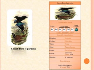 Superb Bird-of-paradise
 