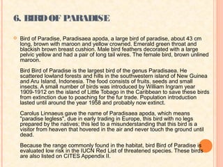 6. BIRD OF PARADISE
   Bird of Paradise, Paradisaea apoda, a large bird of paradise, about 43 cm
    long, brown with maroon and yellow crowned. Emerald green throat and
    blackish brown breast cushion. Male bird feathers decorated with a large
    pelvic yellow and had a pair of long tail wires. The female bird, brown unlined
    maroon.
    Bird Bird of Paradise is the largest bird of the genus Paradisaea. He
    scattered lowland forests and hills in the southwestern island of New Guinea
    and Aru Island, Indonesia. The food consists of fruits, seeds and small
    insects. A small number of birds was introduced by William Ingram year
    1909-1912 on the island of Little Tobago in the Caribbean to save these birds
    from extinction due to poaching for the fur trade. Population introduction
    lasted until around the year 1958 and probably now extinct.
    Carolus Linnaeus gave the name of Paradisaea apoda, which means
    "paradise legless", due in early trading in Europe, this bird with no legs
    prepared by the natives; this led to a misunderstanding that this bird is a
    visitor from heaven that hovered in the air and never touch the ground until
    dead.
    Because the range commonly found in the habitat, bird Bird of Paradise is
    evaluated low risk in the IUCN Red List of threatened species. These birds
    are also listed on CITES Appendix II.
 