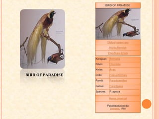 BIRD OF PARADISE
 