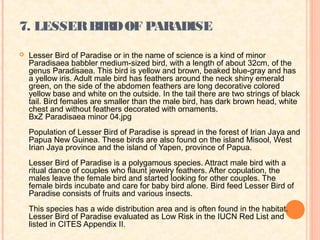 7. LESSER BIRD OF PARADISE
   Lesser Bird of Paradise or in the name of science is a kind of minor
    Paradisaea babbler medium-sized bird, with a length of about 32cm, of the
    genus Paradisaea. This bird is yellow and brown, beaked blue-gray and has
    a yellow iris. Adult male bird has feathers around the neck shiny emerald
    green, on the side of the abdomen feathers are long decorative colored
    yellow base and white on the outside. In the tail there are two strings of black
    tail. Bird females are smaller than the male bird, has dark brown head, white
    chest and without feathers decorated with ornaments.
    BxZ Paradisaea minor 04.jpg
    Population of Lesser Bird of Paradise is spread in the forest of Irian Jaya and
    Papua New Guinea. These birds are also found on the island Misool, West
    Irian Jaya province and the island of Yapen, province of Papua.
    Lesser Bird of Paradise is a polygamous species. Attract male bird with a
    ritual dance of couples who flaunt jewelry feathers. After copulation, the
    males leave the female bird and started looking for other couples. The
    female birds incubate and care for baby bird alone. Bird feed Lesser Bird of
    Paradise consists of fruits and various insects.
    This species has a wide distribution area and is often found in the habitat.
    Lesser Bird of Paradise evaluated as Low Risk in the IUCN Red List and
    listed in CITES Appendix II.
 