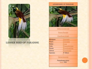 LESSER BIRD OF PARADISE
 