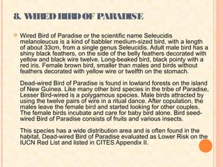 8. WIRED BIRD OF PARADISE
   Wired Bird of Paradise or the scientific name Seleucidis
    melanoleucus is a kind of babbler medium-sized bird, with a length
    of about 33cm, from a single genus Seleucidis. Adult male bird has a
    shiny black feathers, on the side of the belly feathers decorated with
    yellow and black wire twelve. Long-beaked bird, black pointy with a
    red iris. Female brown bird, smaller than males and birds without
    feathers decorated with yellow wire or twelfth on the stomach.
    Dead-wired Bird of Paradise is found in lowland forests on the island
    of New Guinea. Like many other bird species in the tribe of Paradise,
    Lesser Bird-wired is a polygamous species. Male birds attracted by
    using the twelve pairs of wire in a ritual dance. After copulation, the
    males leave the female bird and started looking for other couples.
    The female birds incubate and care for baby bird alone. Bird seed-
    wired Bird of Paradise consists of fruits and various insects.
    This species has a wide distribution area and is often found in the
    habitat. Dead-wired Bird of Paradise evaluated as Lower Risk on the
    IUCN Red List and listed in CITES Appendix II.
 
 