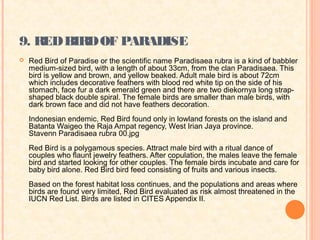 9. RED BIRD OF PARADISE
   Red Bird of Paradise or the scientific name Paradisaea rubra is a kind of babbler
    medium-sized bird, with a length of about 33cm, from the clan Paradisaea. This
    bird is yellow and brown, and yellow beaked. Adult male bird is about 72cm
    which includes decorative feathers with blood red white tip on the side of his
    stomach, face fur a dark emerald green and there are two diekornya long strap-
    shaped black double spiral. The female birds are smaller than male birds, with
    dark brown face and did not have feathers decoration.
    Indonesian endemic, Red Bird found only in lowland forests on the island and
    Batanta Waigeo the Raja Ampat regency, West Irian Jaya province.
    Stavenn Paradisaea rubra 00.jpg
    Red Bird is a polygamous species. Attract male bird with a ritual dance of
    couples who flaunt jewelry feathers. After copulation, the males leave the female
    bird and started looking for other couples. The female birds incubate and care for
    baby bird alone. Red Bird bird feed consisting of fruits and various insects.
    Based on the forest habitat loss continues, and the populations and areas where
    birds are found very limited, Red Bird evaluated as risk almost threatened in the
    IUCN Red List. Birds are listed in CITES Appendix II.
 