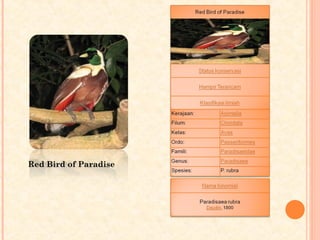 Red Bird of Paradise
 