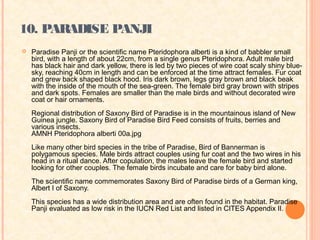 10. PARADISE PANJI
   Paradise Panji or the scientific name Pteridophora alberti is a kind of babbler small
    bird, with a length of about 22cm, from a single genus Pteridophora. Adult male bird
    has black hair and dark yellow, there is led by two pieces of wire coat scaly shiny blue-
    sky, reaching 40cm in length and can be enforced at the time attract females. Fur coat
    and grew back shaped black hood. Iris dark brown, legs gray brown and black beak
    with the inside of the mouth of the sea-green. The female bird gray brown with stripes
    and dark spots. Females are smaller than the male birds and without decorated wire
    coat or hair ornaments.
    Regional distribution of Saxony Bird of Paradise is in the mountainous island of New
    Guinea jungle. Saxony Bird of Paradise Bird Feed consists of fruits, berries and
    various insects.
    AMNH Pteridophora alberti 00a.jpg
    Like many other bird species in the tribe of Paradise, Bird of Bannerman is
    polygamous species. Male birds attract couples using fur coat and the two wires in his
    head in a ritual dance. After copulation, the males leave the female bird and started
    looking for other couples. The female birds incubate and care for baby bird alone.
    The scientific name commemorates Saxony Bird of Paradise birds of a German king,
    Albert I of Saxony.
    This species has a wide distribution area and are often found in the habitat. Paradise
    Panji evaluated as low risk in the IUCN Red List and listed in CITES Appendix II.
 