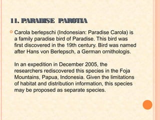 11. PARADISE PAROTIA
   Carola berlepschi (Indonesian: Paradise Carola) is
    a family paradise bird of Paradise. This bird was
    first discovered in the 19th century. Bird was named
    after Hans von Berlepsch, a German ornithologis.

    In an expedition in December 2005, the
    researchers rediscovered this species in the Foja
    Mountains, Papua, Indonesia. Given the limitations
    of habitat and distribution information, this species
    may be proposed as separate species.
 