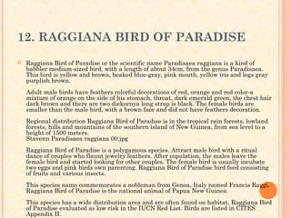 12. RAGGIANA BIRD OF PARADISE
   Raggiana Bird of Paradise or the scientific name Paradisaea raggiana is a kind of
    babbler medium-sized bird, with a length of about 34cm, from the genus Paradisaea.
    This bird is yellow and brown, beaked blue-gray, pink mouth, yellow iris and legs gray
    purplish brown.
    Adult male birds have feathers colorful decorations of red, orange and red color-a
    mixture of orange on the side of his stomach, throat, dark emerald green, the chest hair
    dark brown and there are two diekornya long strap is black. The female birds are
    smaller than the male bird, with a brown face and did not have feathers decoration.
    Regional distribution Raggiana Bird of Paradise is in the tropical rain forests, lowland
    forests, hills and mountains of the southern island of New Guinea, from sea level to a
    height of 1500 meters.
    Stavenn Paradisaea raggiana 00.jpg
    Raggiana Bird of Paradise is a polygamous species. Attract male bird with a ritual
    dance of couples who flaunt jewelry feathers. After copulation, the males leave the
    female bird and started looking for other couples. The female bird is usually incubate
    two eggs and pink birds own parenting. Raggiana Bird of Paradise bird feed consisting
    of fruits and various insects.
    This species name commemorates a nobleman from Genoa, Italy named Francis Raggi.
    Raggiana Bird of Paradise is the national animal of Papua New Guinea.
    This species has a wide distribution area and are often found on habitat, Raggiana Bird
    of Paradise evaluated as low risk in the IUCN Red List. Birds are listed in CITES
    Appendix II.
 