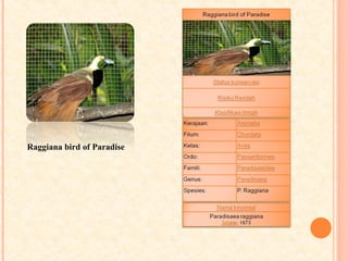 Raggiana bird of Paradise
 