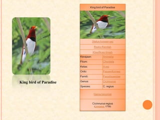 King bird of Paradise
 