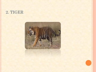 2. TIGER
 