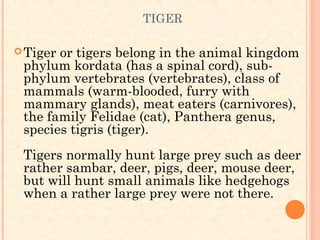 TIGER

 Tigeror tigers belong in the animal kingdom
 phylum kordata (has a spinal cord), sub-
 phylum vertebrates (vertebrates), class of
 mammals (warm-blooded, furry with
 mammary glands), meat eaters (carnivores),
 the family Felidae (cat), Panthera genus,
 species tigris (tiger).
 Tigers normally hunt large prey such as deer
 rather sambar, deer, pigs, deer, mouse deer,
 but will hunt small animals like hedgehogs
 when a rather large prey were not there.
 