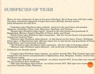 SUBSPECIES OF TIGER

    There are nine subspecies of tiger in the genus Panthera. Six of them were still alive today.
    The three remaining subspecies of tigers have been officially deemed extinct.
    [edit] Subspecies are still alive
        * Indochina tiger (Panthera tigris corbetti) - located in the rain forest and meadow
    Malaysia, Cambodia, China, Laos, Myanmar, Thailand, and Vietnam.
        * Bengal tiger (Panthera tigris tigris) - located in the rain forests and grasslands of
    Bangladesh, Bhutan, People's Republic of China, India, and Nepal.
        * South China tiger (Panthera tigris amoyensis) - who live in rain forests and grasslands
    central and western China.
        * Siberian tiger (Panthera tigris altaica) - or also known as the Amur, Ussuri, Northeast
    China tiger, or Manchurian tiger. Siberian tigers live in rain forests and grasslands of China,
    North Korea, and Central Asia in Russia.
        * The Sumatran tiger (Panthera tigris sumatrae) - who live only on Sumatra island.
        * Malayan tiger (Panthera tigris jacksoni) - who lived only in Peninsular Malaysia.
   Subspecies are already extinct
        * Caspian tiger (Panthera tigris virgata) - an extinct around 1950. This Caspian tiger once
    roamed the rain forests and grasslands of Afghanistan, Iran, Mongolia, Turkey, central Asia
    and Russia region.
        * Javan tiger (Panthera tigris sondaica) - an extinct around 1972. Javan tiger once roamed
    the rain forests of Java, Indonesia.
        * Bali tiger (Panthera tigris balica) - an extinct around 1937. Bali tiger once roamed the
    rain forest islands of Bali, Indonesia.
 