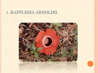 1. RAFFLESIA ARNOLDII
 