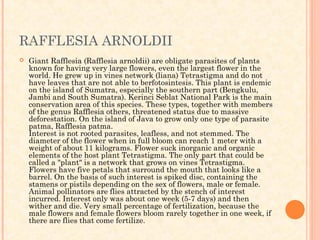 RAFFLESIA ARNOLDII
   Giant Rafflesia (Rafflesia arnoldii) are obligate parasites of plants
    known for having very large flowers, even the largest flower in the
    world. He grew up in vines network (liana) Tetrastigma and do not
    have leaves that are not able to berfotosintesis. This plant is endemic
    on the island of Sumatra, especially the southern part (Bengkulu,
    Jambi and South Sumatra). Kerinci Seblat National Park is the main
    conservation area of this species. These types, together with members
    of the genus Rafflesia others, threatened status due to massive
    deforestation. On the island of Java to grow only one type of parasite
    patma, Rafflesia patma.
    Interest is not rooted parasites, leafless, and not stemmed. The
    diameter of the flower when in full bloom can reach 1 meter with a
    weight of about 11 kilograms. Flower suck inorganic and organic
    elements of the host plant Tetrastigma. The only part that could be
    called a "plant" is a network that grows on vines Tetrastigma.
    Flowers have five petals that surround the mouth that looks like a
    barrel. On the basis of such interest is spiked disc, containing the
    stamens or pistils depending on the sex of flowers, male or female.
    Animal pollinators are flies attracted by the stench of interest
    incurred. Interest only was about one week (5-7 days) and then
    wither and die. Very small percentage of fertilization, because the
    male flowers and female flowers bloom rarely together in one week, if
    there are flies that come fertilize.
 