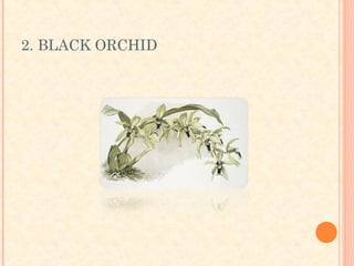 2. BLACK ORCHID
 