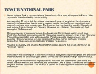 WASUR NATIONAL PARK
   Wasur National Park is representative of the wetlands of the most widespread in Papua / Irian
    Jaya and a little disturbed by human activity.
    Approximately 70 percent of the national park area of savanna vegetation, the other was a
    swamp forest vegetation, forests season, coastal forests, bamboo forests, grasslands and
    swamp forests are large enough sago. Plant species that dominate the forest in this national
    park include fires (Avicennia sp.), Tancang (Bruguiera sp.), Ketapan (Terminalia sp.), And
    eucalyptus (Melaleuca sp.).
    Common species encountered include tree kangaroos (Dendrolagus spadix), musk king
    (Psittrichus fulgidus), cassowary gelambir (Casuarius casuarius sclateri), virgin crown / Crowned
    Pigeon (Goura cristata), large yellow paradise (Paradisea apoda novaeguineae), king of
    paradise ( Cicinnurus regius rex), red paradise (Paradisea rubra), freshwater crocodile
    (Crocodylus novaeguineae) and saltwater crocodile (C. porosus).
    Valuable biodiversity and amazing National Park Wasur, causing this area better known as
    "Serengiti Papua".
     
    Wetlands in this national park is the most productive ecosystems in providing food and protection
    materials for the life of various types of fish, shrimp and crabs that have high economic value.
    Various types of wildlife such as migratory birds, wallabies and cassowaries often come and
    inhabit the Blue Marsh Lake. Therefore, the Blue Marsh Lake is called "Motherland" because the
    height of the lives of animals. This location is perfect for observing wildlife attractions that attract
    and amaze.
 