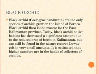 BLACK ORCHID
   Black orchid (Coelogyne pandurata) are the only
    species of orchids grow on the island of Borneo.
    Black orchid flora is the mascot for the East
    Kalimantan province. Today, black orchid native
    habitat has decreased a significant amount due
    to the reduced area of forest in Kalimantan, but
    can still be found in the nature reserve Luway
    grit in very small amounts. It is estimated that
    higher numbers are in the hands of collectors of
    orchids.
.
 