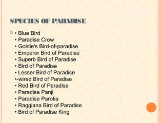 SPECIES OF PARADISE
   • Blue Bird
    • Paradise Crow
    • Goldie's Bird-of-paradise
    • Emperor Bird of Paradise
    • Superb Bird of Paradise
    • Bird of Paradise
    • Lesser Bird of Paradise
    •-wired Bird of Paradise
    • Red Bird of Paradise
    • Paradise Panji
    • Paradise Parotia
    • Raggiana Bird of Paradise
    • Bird of Paradise King
 