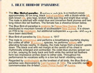 1. BLUE BIRD OF PARADISE
   The Blue Bird-of-paradise, Pa ra d is a e a rud o lp hi, is a medium-sized,
    approximately 30 cm long, black bird-of-paradise with a bluish-white bill,
    dark brown iris, grey legs, broken white eye-ring and bright blue wings.
    The male is adorned with violet blue and cinnamon flank plumes and two
    long ribbon-like tail feathers. The female has a chestnut brown below.
   The Blue Bird-of-paradise is endemic to Papua New Guinea. It is
    distributed to mountain forests of southeastern New Guinea. It is shown
    on ITIS to be monotypic, but additional subspecies m a rg a rita e and a m p la
    have been described.
   Blue Bird-of-paradise by Ellis Rowan c. 1917
   The male is polygamous and performs a breathtaking courtship display.
    But unlike all other Pa ra d is a e a species, he performs solitary with
    attending female nearby. In display, the male hangs from a branch upside
    down. The black oval with red margin at the centre of his chest is
    rhythmically enlarged and contracted. His violet blue plumes spread out
    in a fan, swaying its body back and forth while the central tail feathers
    form two impressive arches down to either side. Throughout his
    performance he vocalizes softly in a low but harsh vibrating voice.
   Regarded by ornithologists as the loveliest of all birds, the Blue Bird-of-
    paradise was discovered by Carl Hunstein in 1884. The scientific name
    commemorates the ill-fated Crown Prince Rudolf of Austria.
 