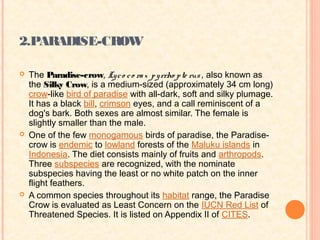 2.PARADISE-CROW

   The Paradise-crow, Ly c o c o ra x p y rrho p te rus , also known as
    the Silky Crow, is a medium-sized (approximately 34 cm long)
    crow-like bird of paradise with all-dark, soft and silky plumage.
    It has a black bill, crimson eyes, and a call reminiscent of a
    dog's bark. Both sexes are almost similar. The female is
    slightly smaller than the male.
   One of the few monogamous birds of paradise, the Paradise-
    crow is endemic to lowland forests of the Maluku islands in
    Indonesia. The diet consists mainly of fruits and arthropods.
    Three subspecies are recognized, with the nominate
    subspecies having the least or no white patch on the inner
    flight feathers.
   A common species throughout its habitat range, the Paradise
    Crow is evaluated as Least Concern on the IUCN Red List of
    Threatened Species. It is listed on Appendix II of CITES.
 