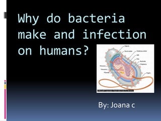 Why do bacteria
make and infection
on humans?


           By: Joana c
 