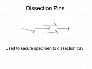 Dissection Pins
Used to secure specimen to dissection tray
 