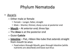 Phylum Nematoda
• Ascaris
  – Either male or female
       • Female – Longer, fatter, straight
       • Male – Shorter, thinner, sharp curve at posterior end
  –   Mouth – At anterior end; three lips
  –   The Anus is at the posterior end
  –   Outer Cuticle
  –   Intestine – Flat, ribbon like-tube that extends straight
      from mouth to anus
       • Food enters through Mouth, goes through Intestine (while
         nutrients are absorbed) and leave out Anus
 
