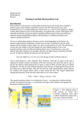 SukYoung Cho
IB Biology SL
Period 2
                       Floating Leaf Disk Photosynthesis Lab

Introduction
Photosynthesis is the process in which plants and bacteria use the energy from sunlight to
produce sugar; where cellular respiration converts into ATP. This process may seem
unimportant, but is a complicated process which serves as a ‘fuel’ to some organisms. Within
a plant, photosynthesis occurs in the chloroplast, an organelle that contains chlorophyll. This
organelle absorbs the energy provided by sunlight and that energy is then converted into a
chemical energy through photosynthesis. Photosynthesis is sometimes defined as the
‘physico-chemical processes.’

The rate at which photosynthesis functions can be varied depending on the factors; for
instance, light intensity, temperature, and the level of water. Furthermore, the rate could
change with the change in color, shape, size, and even the position of a leaf. This lab focuses
on how the color change in the leaf changes the rate of photosynthesis. First it was
hypothesized that color will affect the photosynthesis rate of a leaf because every color
absorbs and reflects different wavelengths; therefore, the light intensity absorbed will differ
as well. To find out whether this idea was true the lab tests:

         Does the Difference in Color of a Leaf Change the Rate of Photosynthesis?

Leaves when placed in water naturally float. However, when the air space in the leaf is
replaced by another solution, the density of the leaf increases and causes the leaf to sink. In
the lab, the solution which replaces the air space is made of 50mL of water and 1g of sodium
bicarbonate. The lab uses this solution instead of water because; it helps speed the process by
providing more carbon dioxide. After the leaf disk has sunk, photosynthesis again replaces
the solution with oxygen which creates a space inside the leaf. The oxygen replacement
changes the buoyancy of the leaf and causes them to rise to the surface.

                           6CO2 + 6H2O + Energy C6H12O6 + 6O2

The equation produced above is six molecules of water + six molecules of carbon dioxide
produce one molecule of sugar + six molecules of oxygen. This formula is the equation for
the process of photosynthesis.


                                                                  Figure 1: This diagram shows
                                                                  the process at which the
                                                                  solution containing water and
                                                                  sodium bicarbonate replaces the
                                                                  air space within a leaf disk.
 