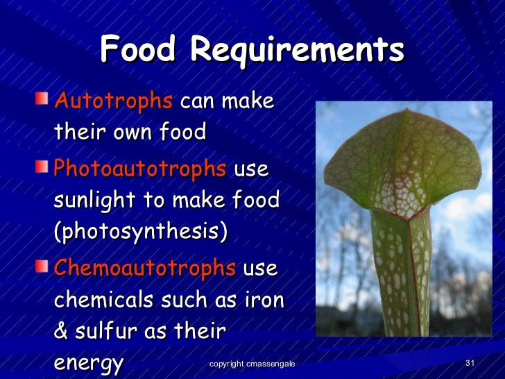 Do Photoautotrophs Make Their Own Food By Photosynthesis Do Photoautotrophs Make Their Own Food By Photosynthesis