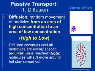 Passive Transport:   1.  Diffusion Diffusion :  random  movement of particles  from an area of high concentration to an area of low concentration .   ( High to Low ) Diffusion continues until all molecules are evenly spaced ( equilibrium  is reached)- Note:  molecules will still move around but stay spread out. http://bio.winona.edu/berg/Free.htm Simple Diffusion Animation 
