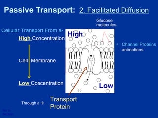 High  Concentration Low  Concentration Cell  Membrane Glucose molecules Protein channel Passive Transport:  2. Facilitated Diffusion Go to Section: Transport Protein Through a   Cellular Transport From a- High Low Channel Proteins  animations 
