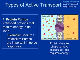 Types of Active Transport 1.  Protein Pumps  -transport proteins that require energy to do work Example:  Sodium / Potassium Pumps are important in nerve responses. Sodium Potassium Pumps  (Active Transport using proteins) Protein changes shape to move molecules:  this requires energy! 
