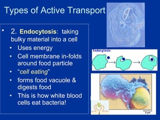 Types of Active Transport 2.   Endocytosis :   taking bulky material into a cell  Uses energy Cell membrane in-folds around food particle “ cell eating ” forms food vacuole & digests food This is how white blood cells eat bacteria! 