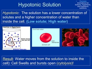 Hypotonic Solution Hypotonic :  The solution has a lower concentration of solutes and a higher concentration of water than inside the cell.  (Low solute; High water) Result :  Water moves from the solution to inside the cell): Cell Swells and bursts open  ( cytolysis )! Osmosis  Animations for isotonic, hypertonic, and hypotonic solutions 