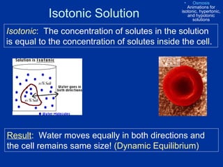 Isotonic Solution Isotonic :   The concentration of solutes in the solution is equal to the concentration of solutes inside the cell. Result :   Water moves equally in both directions and the cell remains same size!  (Dynamic Equilibrium) Osmosis  Animations for isotonic, hypertonic, and hypotonic solutions 