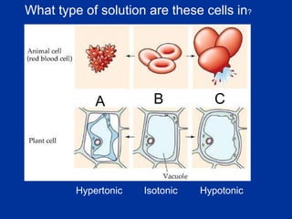 What type of solution are these cells in ? A C B Hypertonic Isotonic Hypotonic 