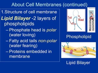 Structure of cell membrane Lipid Bilayer  -2 layers of phospholipids Phosphate head is  polar  (water loving) Fatty acid tails  non-polar   (water fearing) Proteins embedded in membrane About Cell Membranes (continued) Phospholipid Lipid Bilayer 