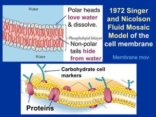 Proteins Membrane movement animation Polar heads  love water  & dissolve. Non-polar tails  hide from water . Carbohydrate cell markers 1972 Singer and Nicolson Fluid Mosaic Model  of the cell membrane 