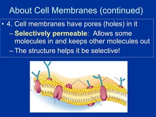 4. Cell membranes have pores (holes) in it Selectively permeable :   Allows some molecules in and keeps other molecules out The structure helps it be selective! About Cell Membranes (continued) Pores 