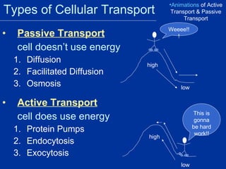 Types of Cellular Transport Passive Transport   cell doesn’t use energy Diffusion Facilitated Diffusion Osmosis Active Transport cell does use energy Protein Pumps Endocytosis Exocytosis Animations  of Active Transport & Passive Transport high low This is gonna be hard work!! high low Weeee!!! 