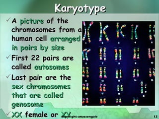 Karyotype A  picture  of the chromosomes from a human cell  arranged in pairs by size First 22 pairs are called  autosomes Last pair are the  sex chromosomes that are called genosome XX  female or  XY  male copyright cmassengale 