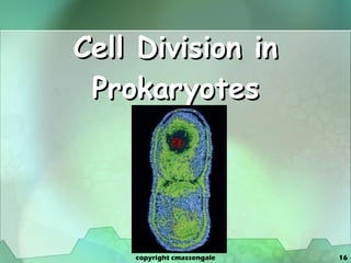 Cell Division in Prokaryotes copyright cmassengale 
