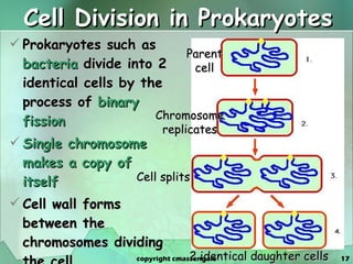 Cell Division in Prokaryotes Prokaryotes such as  bacteria  divide into 2 identical cells by the process of  binary fission Single chromosome makes a copy of itself Cell wall forms between the chromosomes dividing the cell Parent cell 2 identical daughter cells Chromosome replicates Cell splits copyright cmassengale 