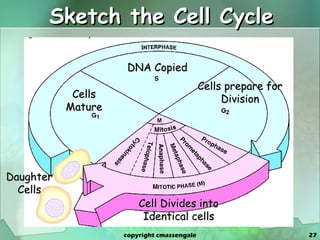 Sketch the Cell Cycle Daughter Cells DNA Copied Cells Mature Cells prepare for Division Cell Divides into Identical cells copyright cmassengale 
