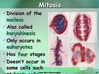 Mitosis Division of the  nucleus Also called  karyokinesis Only occurs in  eukaryotes Has  four  stages Doesn’t occur in some cells such as  brain cells copyright cmassengale 