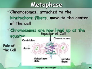 Metaphase Chromosomes, attached to the  kinetochore fibers , move to the center of the cell Chromosomes are now lined up at the equator Pole of the Cell Equator of Cell copyright cmassengale 